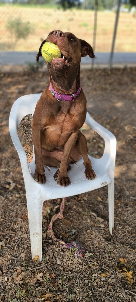 Mocha, an adoptable Boxer, Labrador Retriever in Santa Rosa, CA, 95401 | Photo Image 5