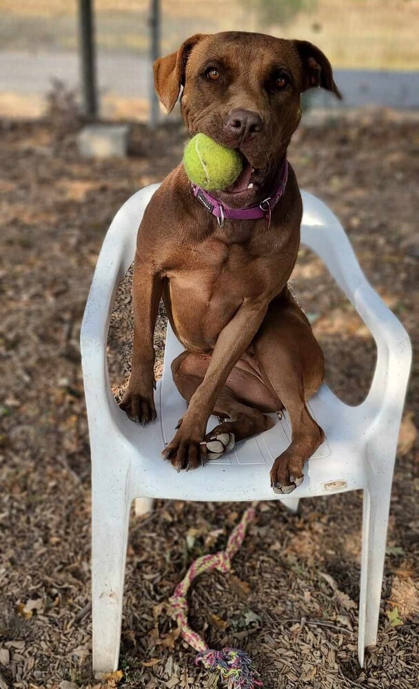 Mocha, an adoptable Boxer, Labrador Retriever in Santa Rosa, CA, 95401 | Photo Image 6