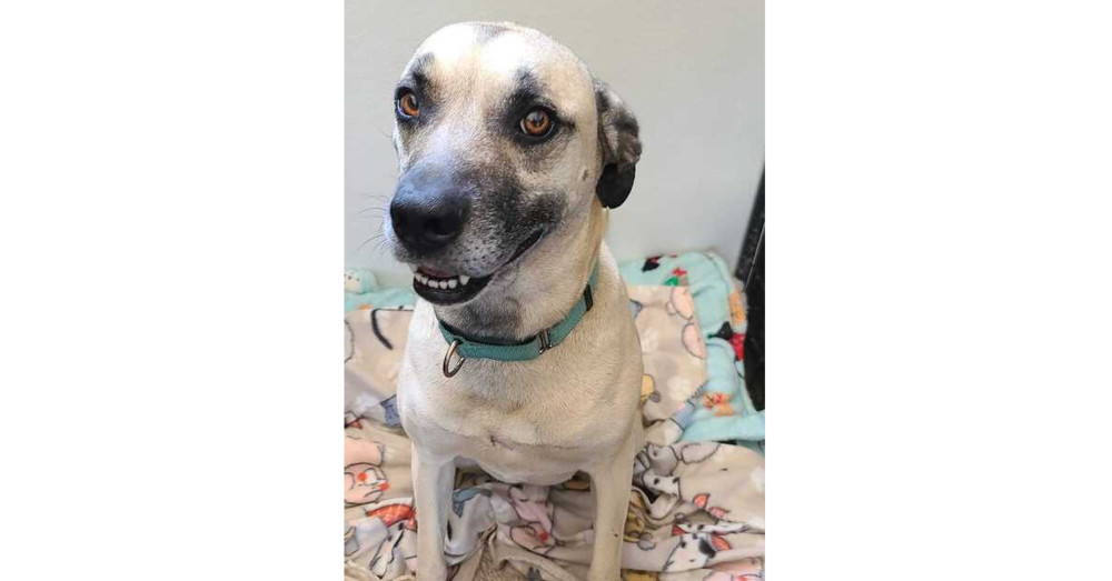 Scrappy, an adoptable Shepherd, Pit Bull Terrier in Santa Rosa, CA, 95401 | Photo Image 1