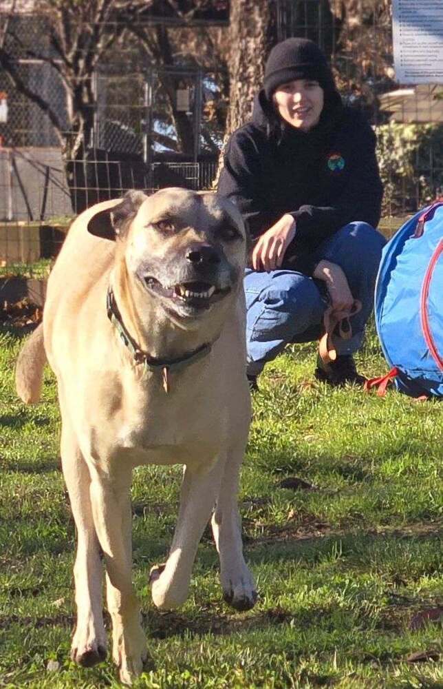 Scrappy, an adoptable Shepherd, Pit Bull Terrier in Santa Rosa, CA, 95401 | Photo Image 2