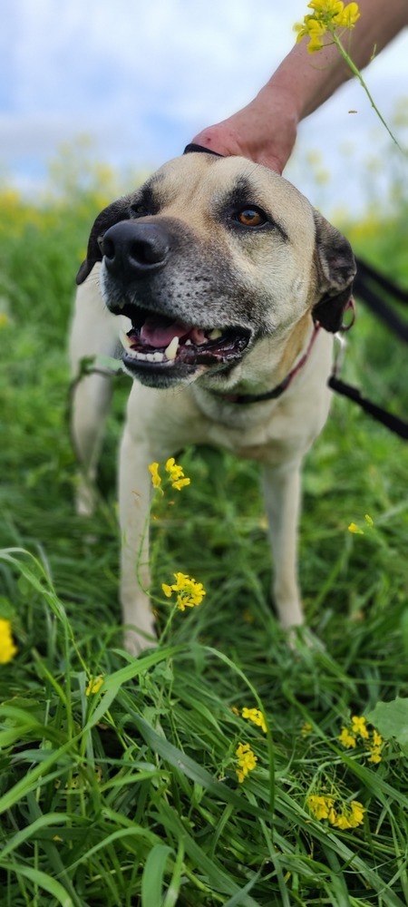 Scrappy, an adoptable Shepherd, Pit Bull Terrier in Santa Rosa, CA, 95401 | Photo Image 3