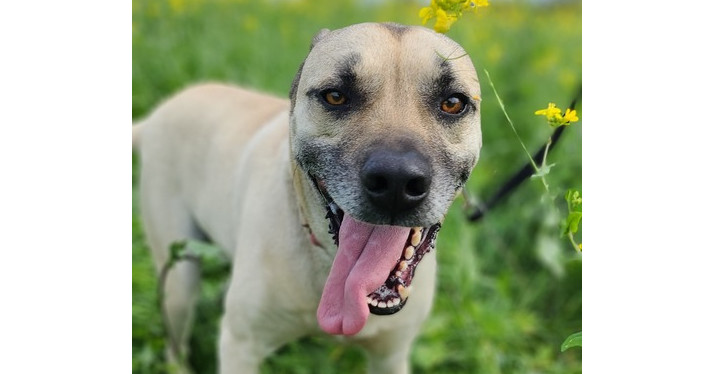 Scrappy, an adoptable Shepherd, Pit Bull Terrier in Santa Rosa, CA, 95401 | Photo Image 3