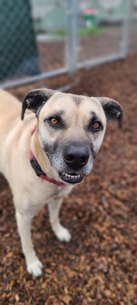 Scrappy, an adoptable Shepherd, Pit Bull Terrier in Santa Rosa, CA, 95401 | Photo Image 4