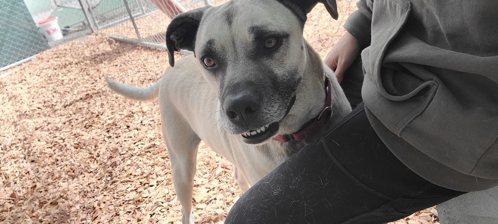 Scrappy, an adoptable Shepherd, Pit Bull Terrier in Santa Rosa, CA, 95401 | Photo Image 5