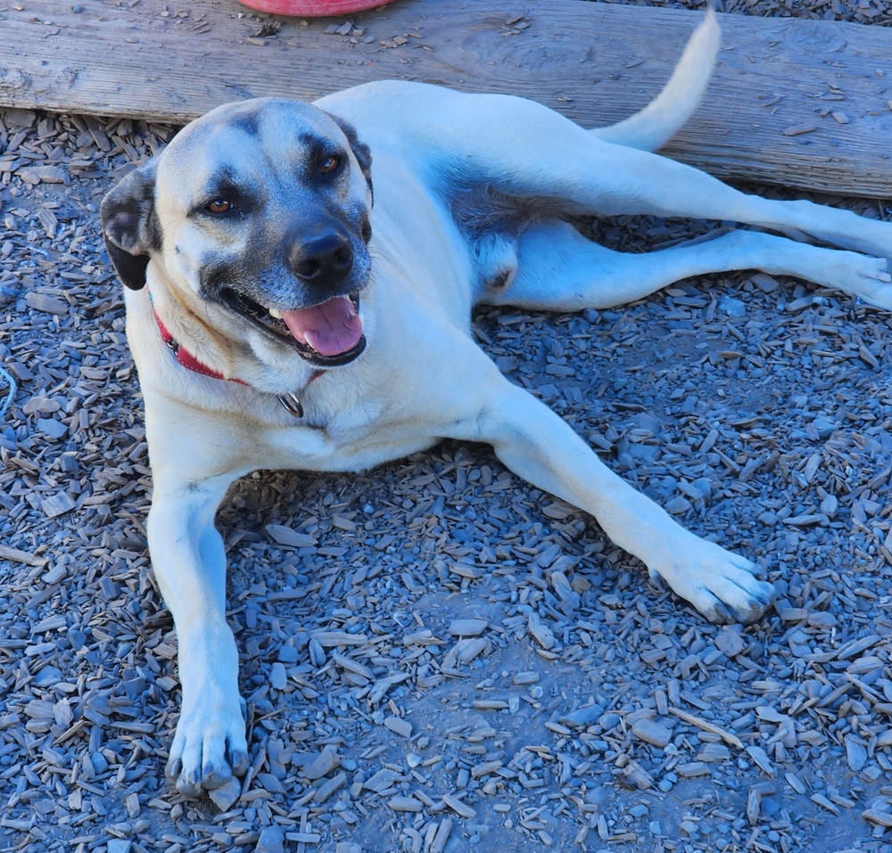 Scrappy, an adoptable Shepherd, Pit Bull Terrier in Santa Rosa, CA, 95401 | Photo Image 6