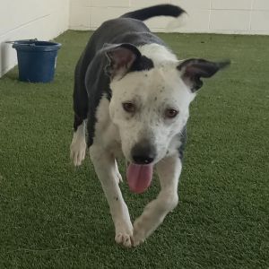 Dolly, Adult Female Mixed Breed