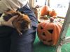 Hazelnut, marshmallow and Cher