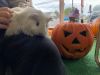 Hazelnut, marshmallow and Cher