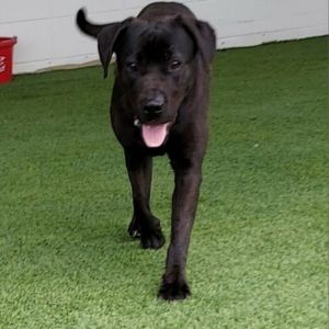 Lucy, Adult Female Black Labrador Retriever