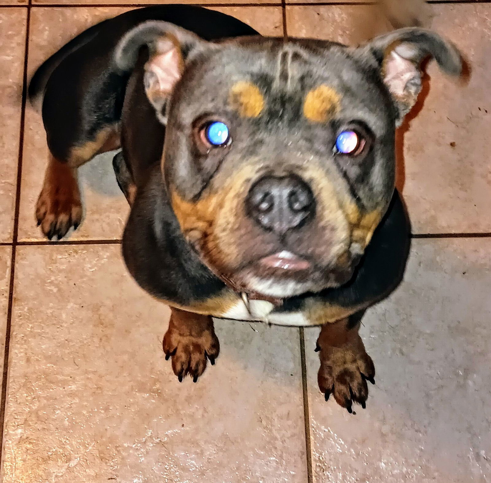 Cyrus, an adoptable American Bulldog in Livonia, MI, 48152 | Photo Image 1