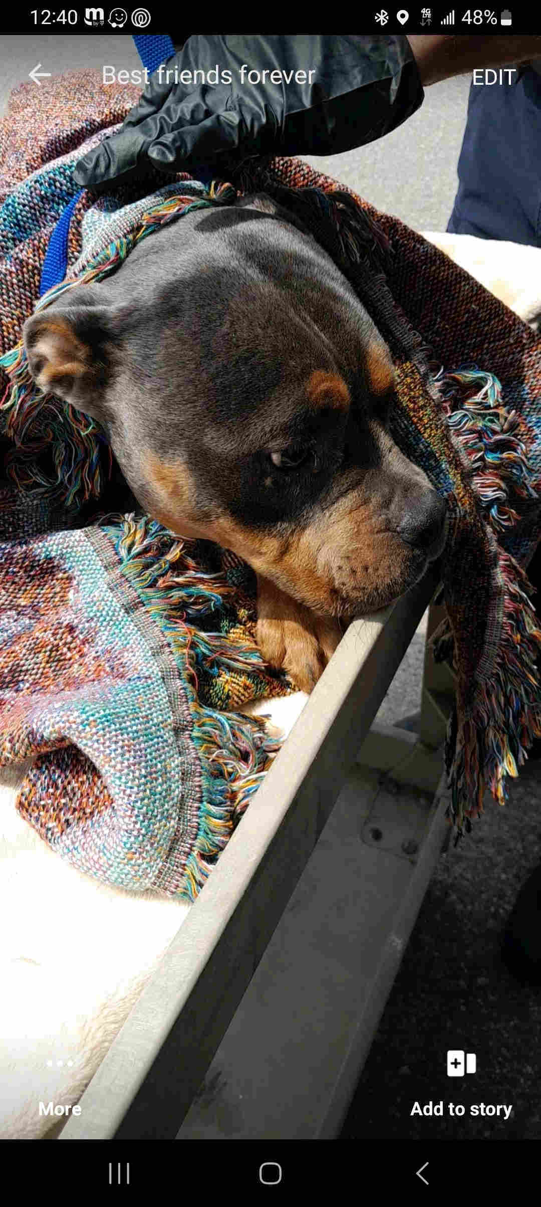 Cyrus, an adoptable American Bulldog in Livonia, MI, 48152 | Photo Image 2