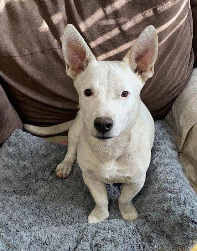 Corgi terrier mix store puppy