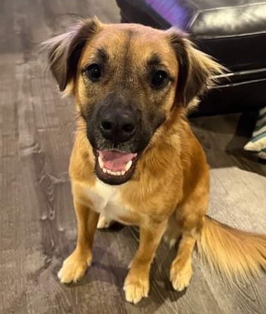 terrier german shepherd mix puppy