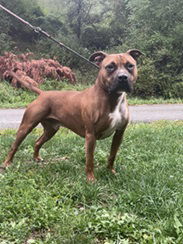 Herman, an adoptable Pit Bull Terrier in Elkins, WV, 26241 | Photo Image 1