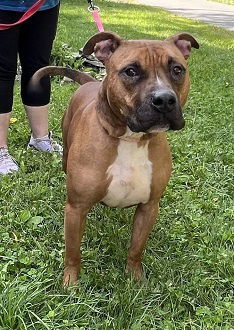 Herman, an adoptable Pit Bull Terrier in Elkins, WV, 26241 | Photo Image 2