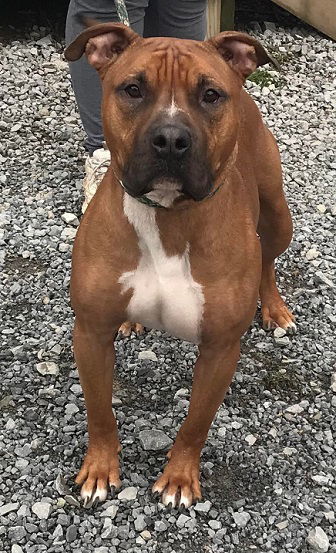 Herman, an adoptable Pit Bull Terrier in Elkins, WV, 26241 | Photo Image 3