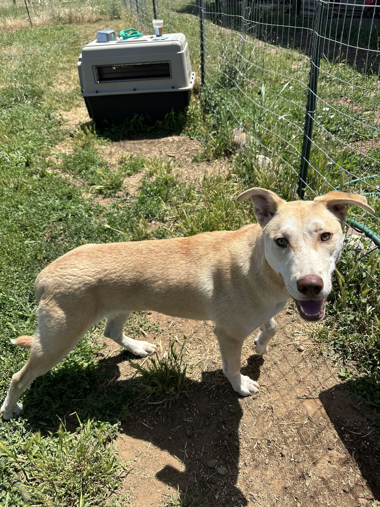 ROMAN, an adoptable Husky in Chico, CA, 95973 | Photo Image 2