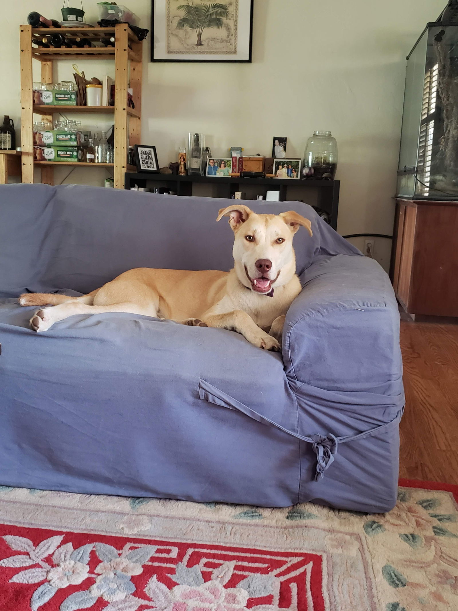 ROMAN, an adoptable Husky in Chico, CA, 95973 | Photo Image 2