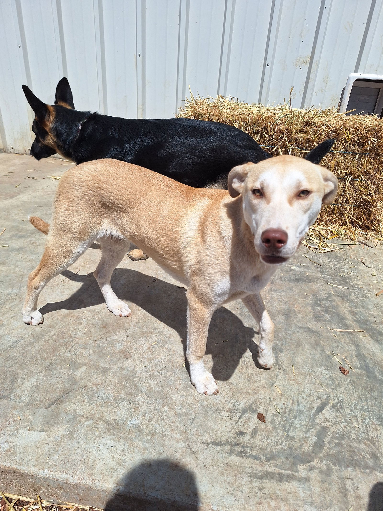 ROMAN, an adoptable Husky in Chico, CA, 95973 | Photo Image 3