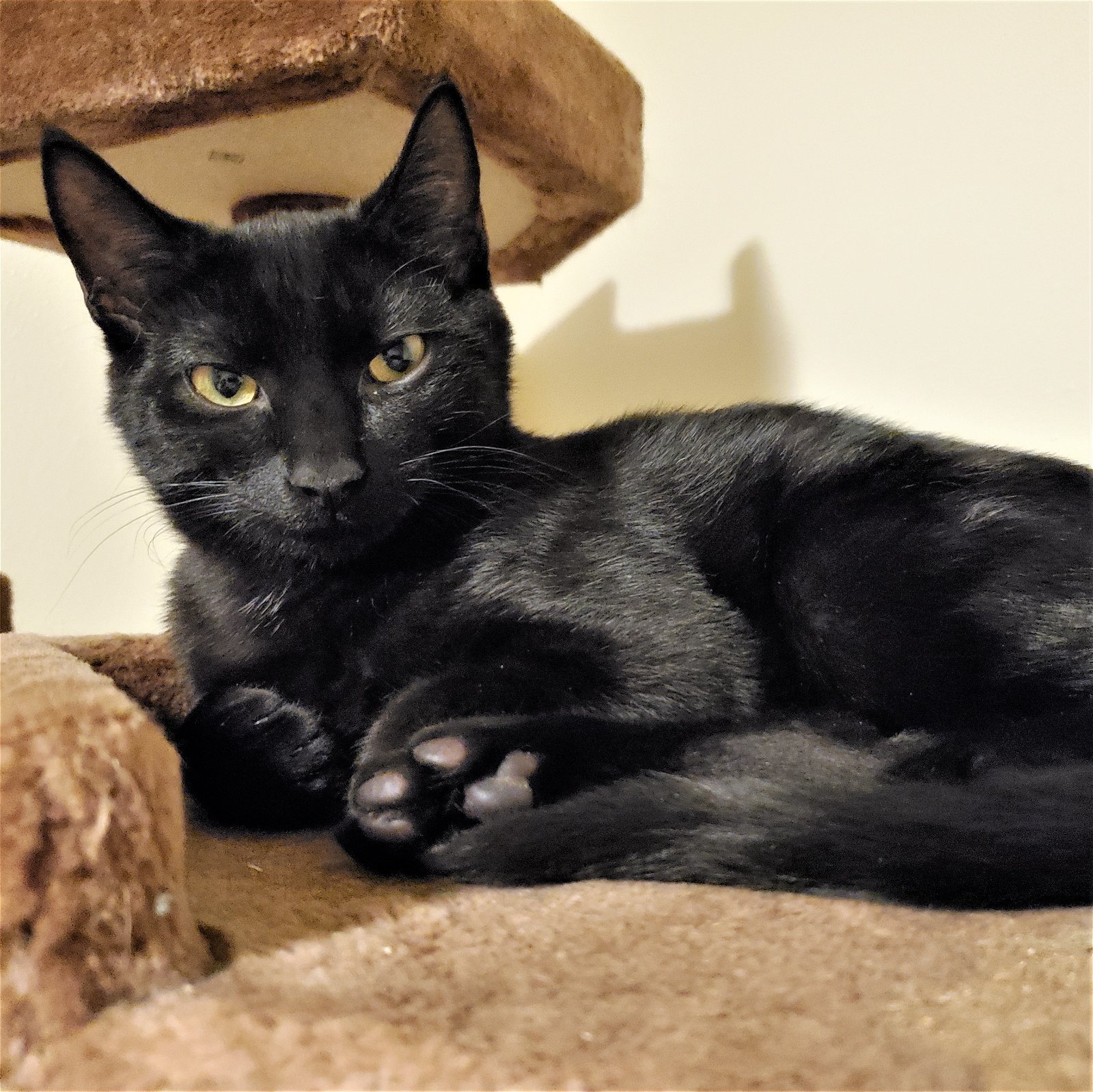 Phineas, an adoptable Domestic Short Hair in Springfield, OR, 97475 | Photo Image 1