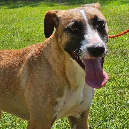 Adopt an American Staffordshire Terrier near Atlanta, GA