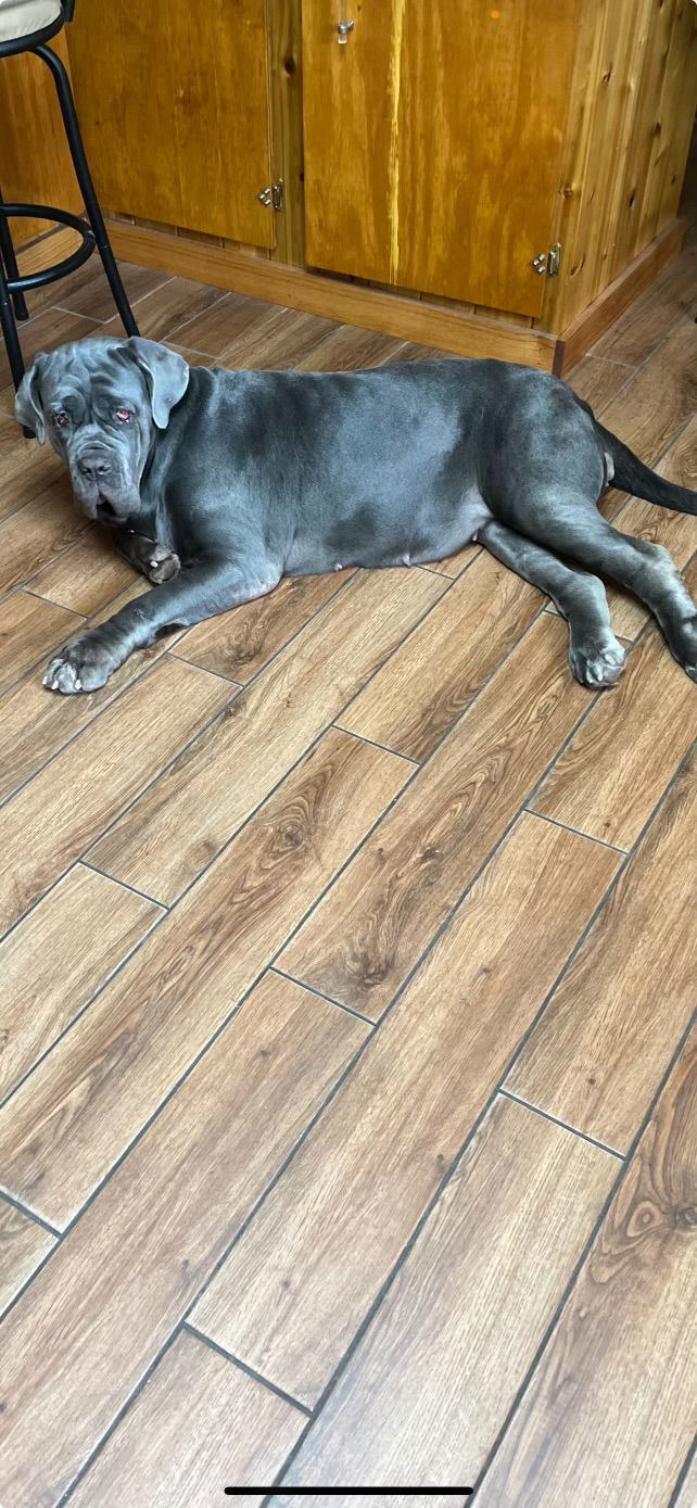 Bettina, an adoptable Neapolitan Mastiff in Hudson, FL, 34667 | Photo Image 1