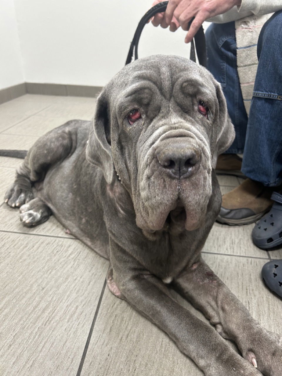 Bettina, an adoptable Neapolitan Mastiff in Hudson, FL, 34667 | Photo Image 2
