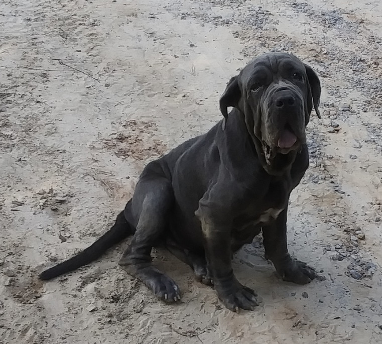 Bettina, an adoptable Neapolitan Mastiff in Hudson, FL, 34667 | Photo Image 3