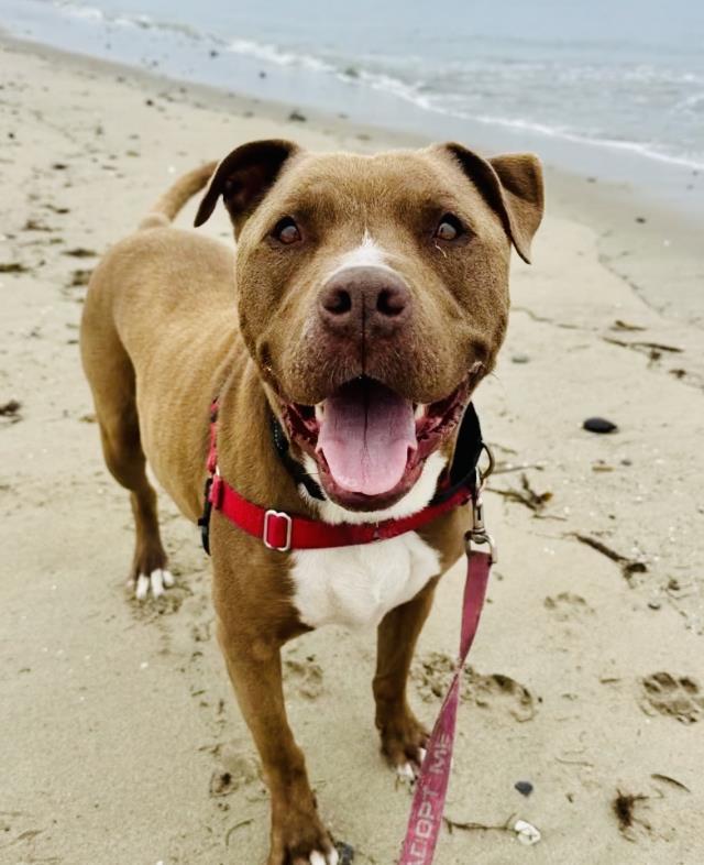 BOSCO, an adoptable Pit Bull Terrier in Santa Barbara, CA, 93111 | Photo Image 1