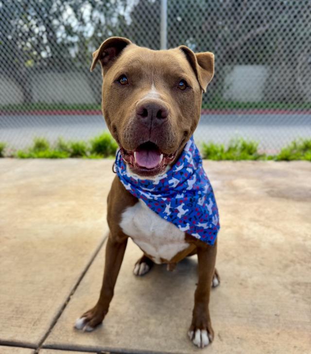 BOSCO, an adoptable Pit Bull Terrier in Santa Barbara, CA, 93111 | Photo Image 1