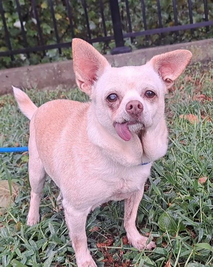 Westminster chihuahua best sale