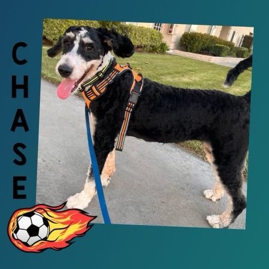Chase needs a forever home , an adoptable Bernedoodle in Tustin, CA, 92780 | Photo Image 1