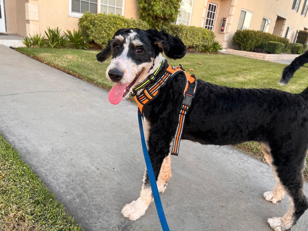 Chase needs a forever home , an adoptable Bernedoodle in Tustin, CA, 92780 | Photo Image 2