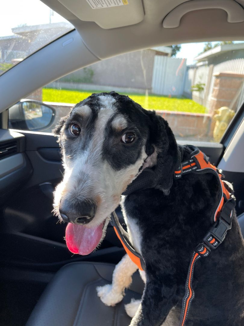 Chase needs a forever home , an adoptable Bernedoodle in Tustin, CA, 92780 | Photo Image 3