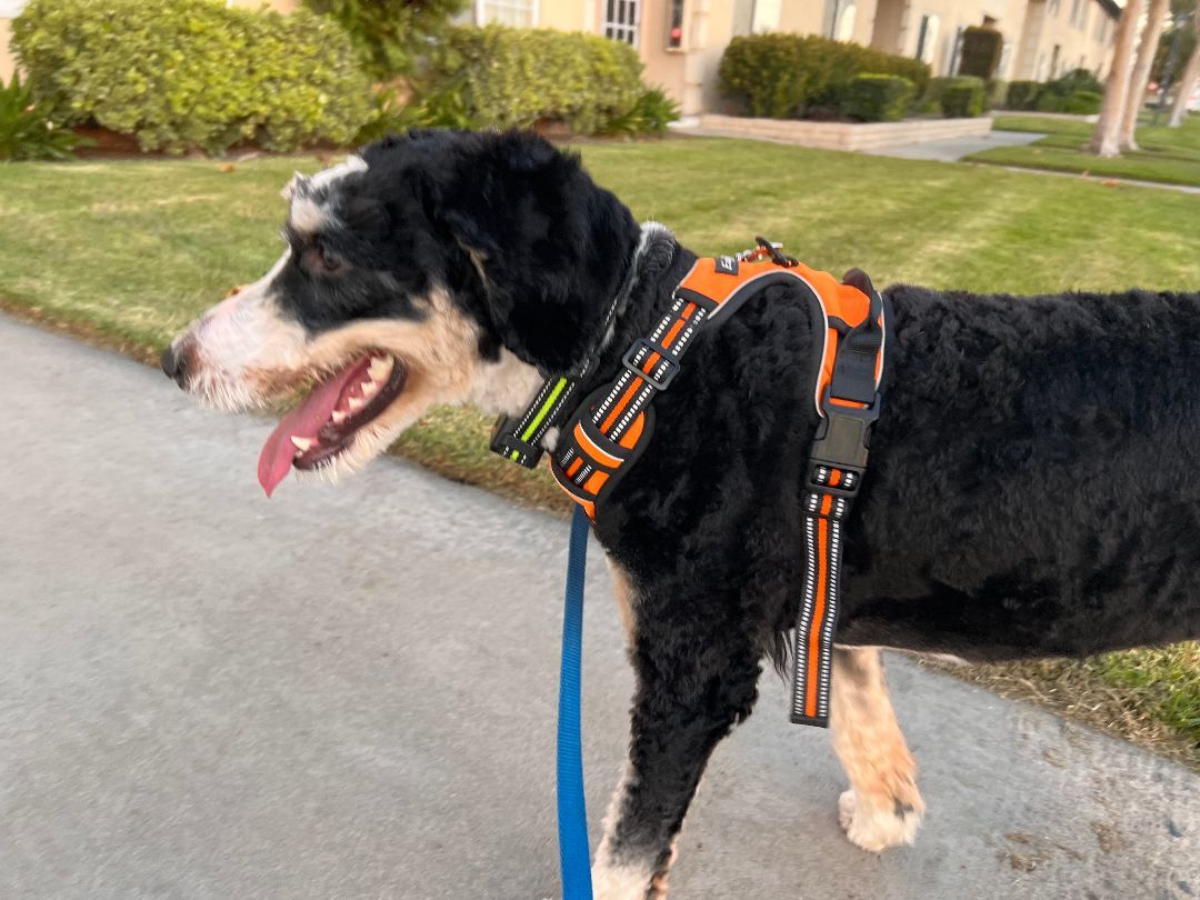 Chase needs a forever home , an adoptable Bernedoodle in Tustin, CA, 92780 | Photo Image 6