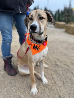 Available for Adoption | New Hope Dog Rescue