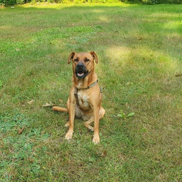 Jemma, an adopted Labrador Retriever Mix in Brunswick, ME_image-2