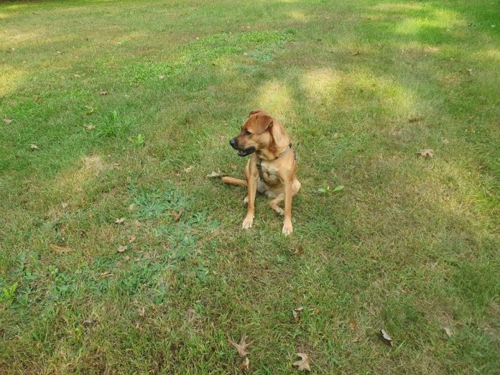 Jemma, an adopted Labrador Retriever Mix in Brunswick, ME_image-4
