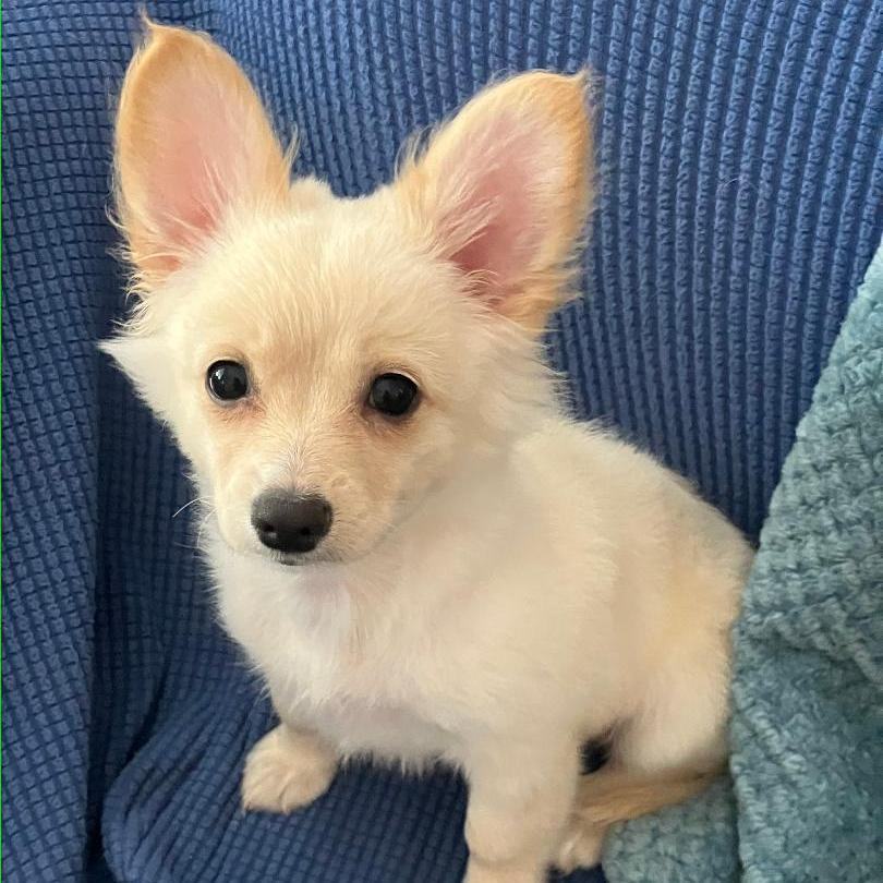 Halley, an adoptable Pomeranian, Papillon in Santa Monica, CA, 90403 | Photo Image 3