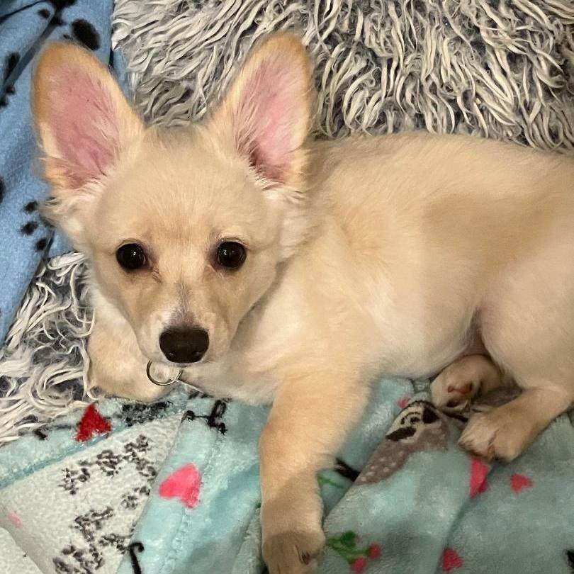 Halley, an adoptable Pomeranian, Papillon in Santa Monica, CA, 90403 | Photo Image 4