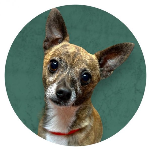 Pet Photo