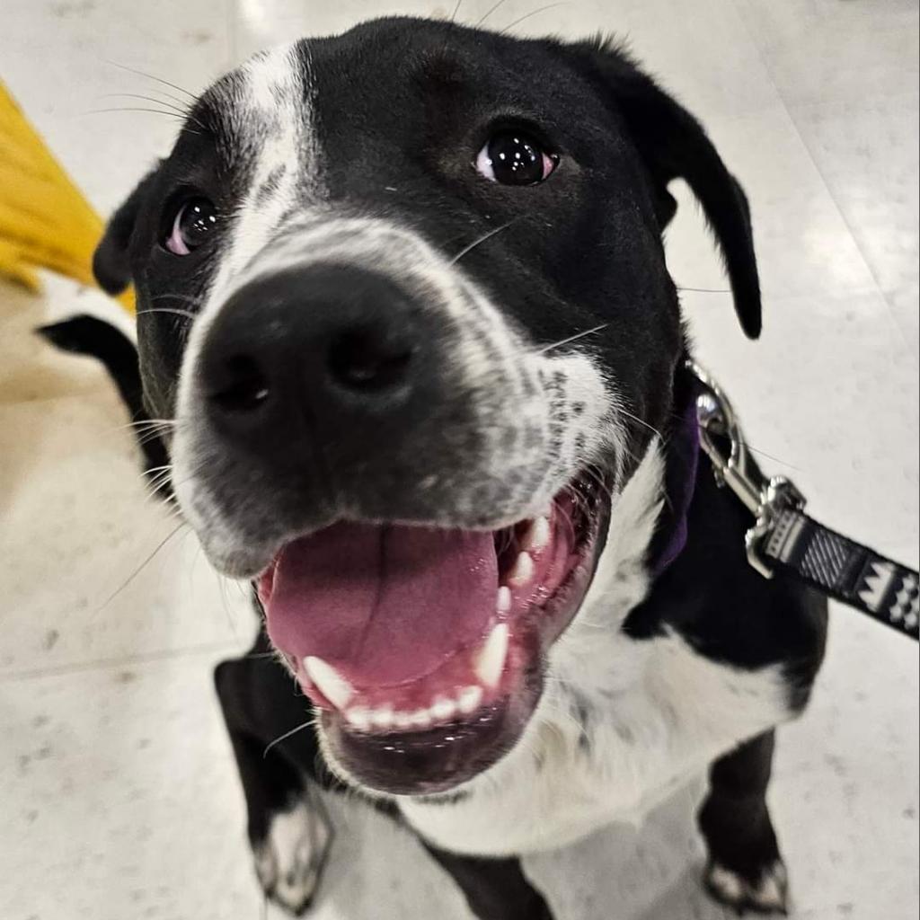 Charlotte ML*, an adoptable German Shorthaired Pointer, Spaniel in Austin, TX, 78701 | Photo Image 4