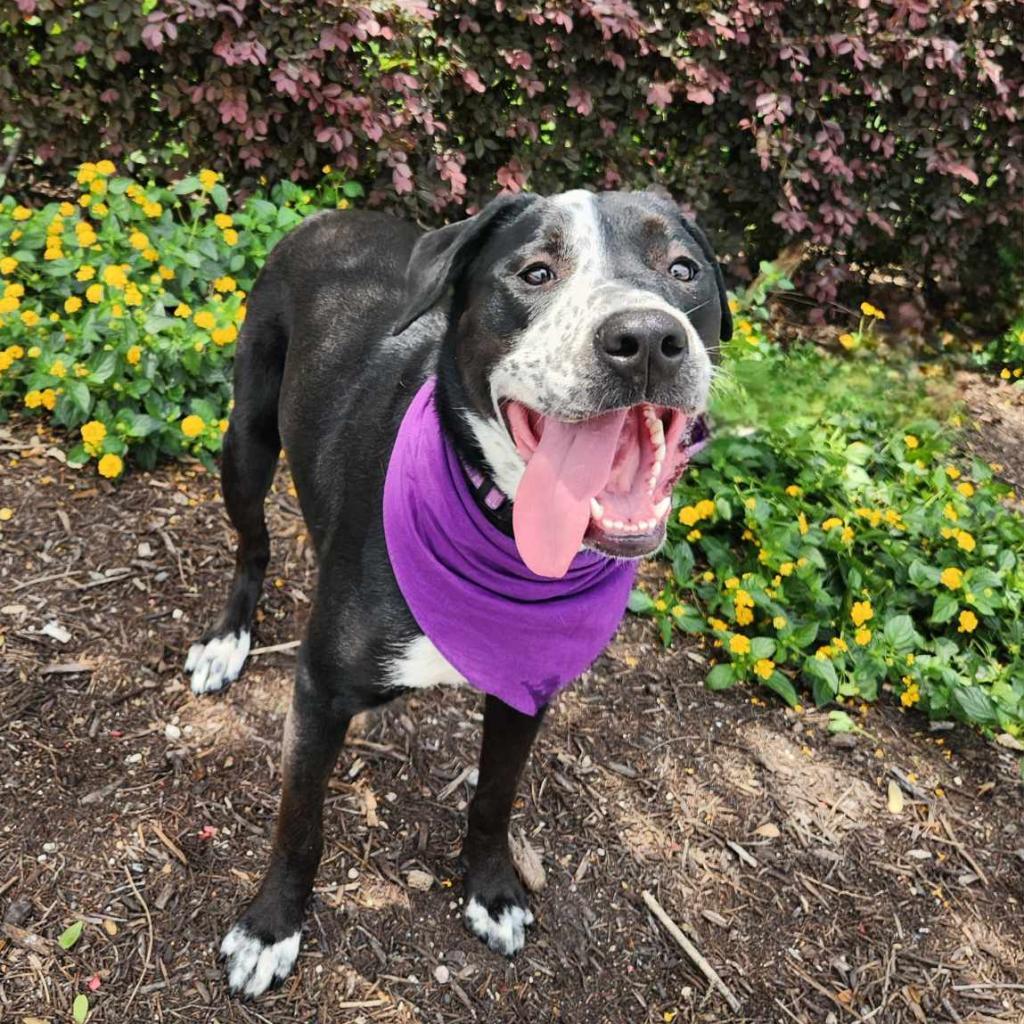 Charlotte ML*, an adoptable German Shorthaired Pointer, Spaniel in Austin, TX, 78701 | Photo Image 6