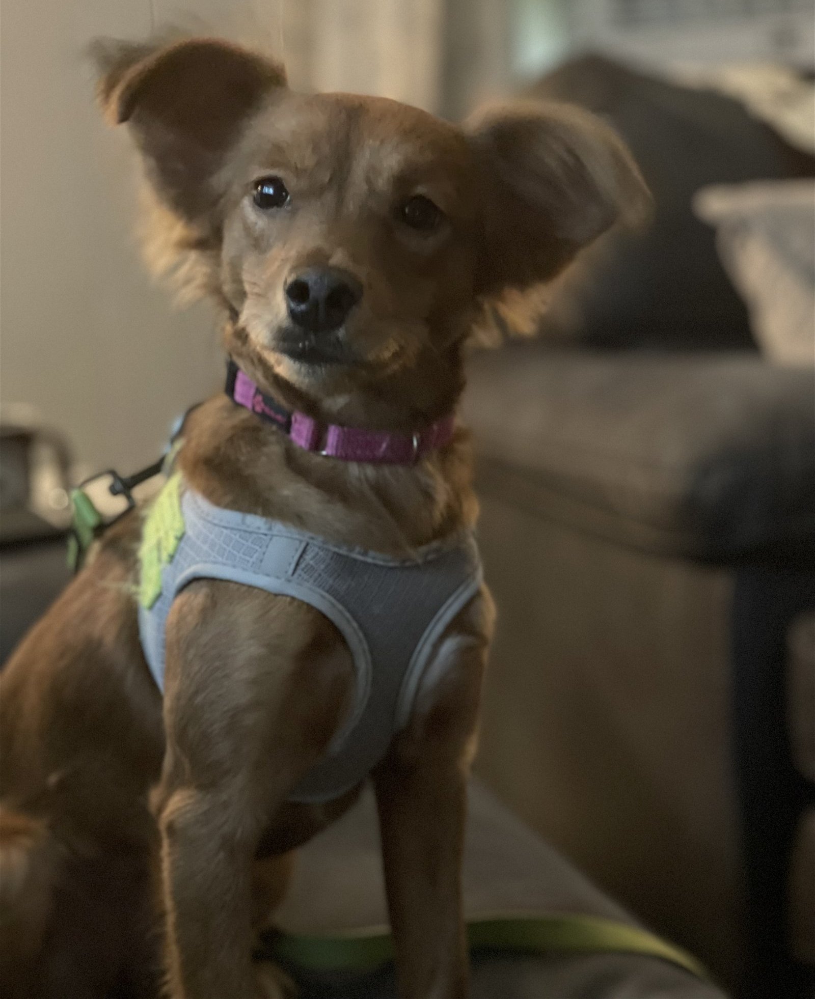 Verra, an adoptable Chihuahua, Papillon in St. Cloud, MN, 56301 | Photo Image 1