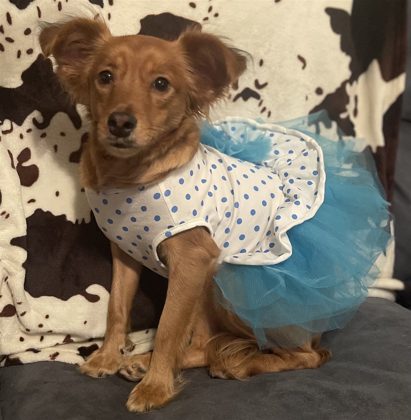Verra, an adoptable Chihuahua, Papillon in St. Cloud, MN, 56301 | Photo Image 2