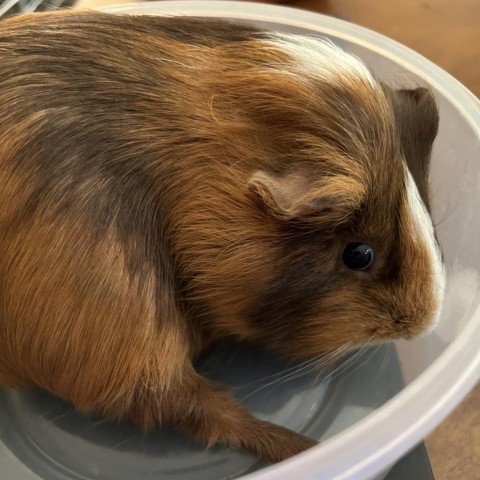 Furry friends guinea pig hot sale rescue