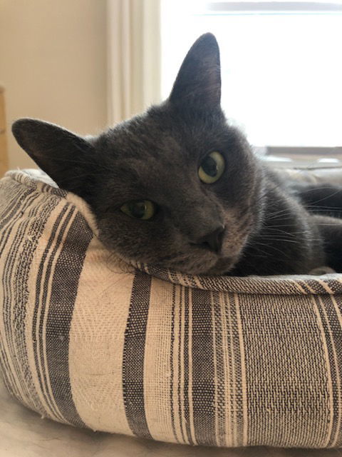 Meadow, an adoptable Domestic Short Hair in Traverse City, MI, 49686 | Photo Image 1