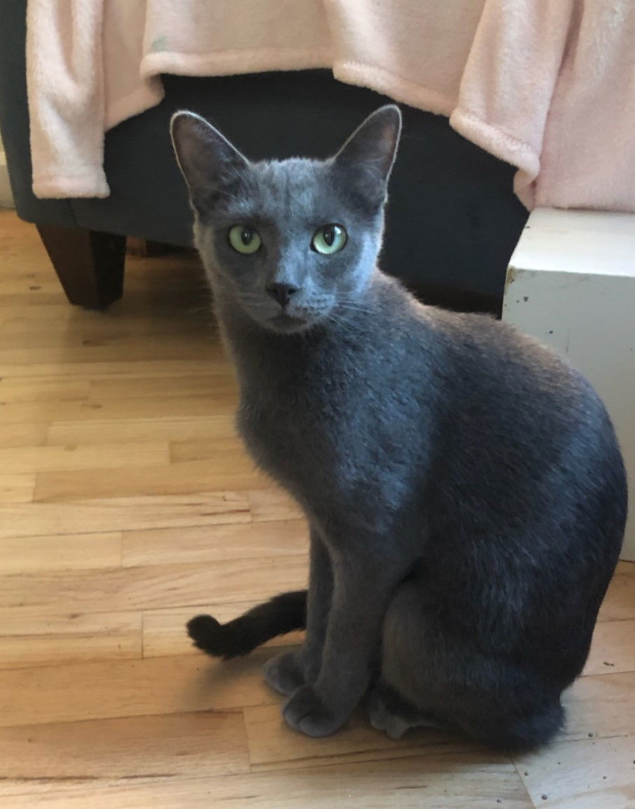 Meadow, an adoptable Domestic Short Hair in Traverse City, MI, 49686 | Photo Image 2