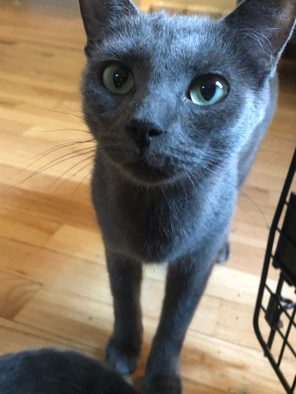 Meadow, an adoptable Domestic Short Hair in Traverse City, MI, 49686 | Photo Image 3