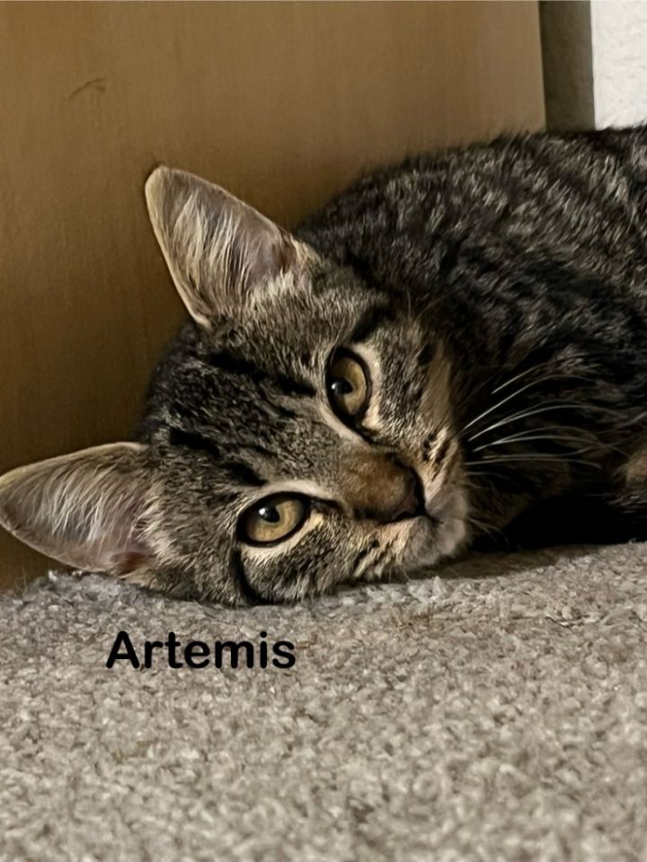 Artemis 6